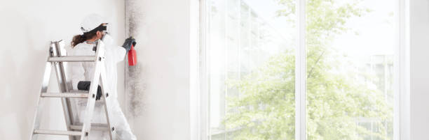 Best Mold Prevention Services  in Indialantic, FL